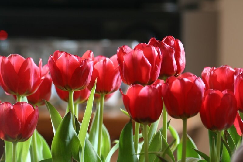 Red Tulips in a Bouquet — Calm, Photograph