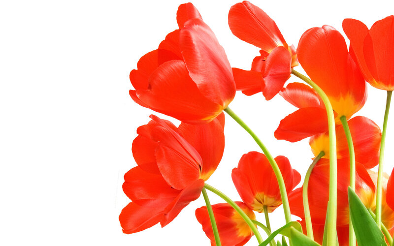 Red Tulips in a Bouquet — Calm
