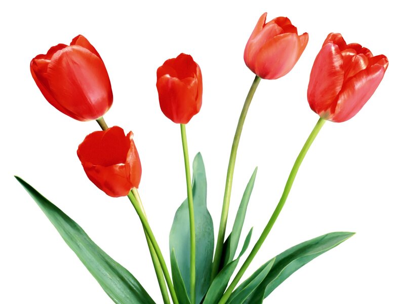 Red Tulips in a Bouquet — Photograph