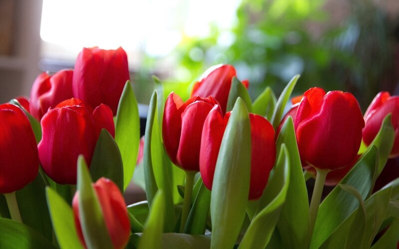 Red Tulips in a Bouquet — Serene, Morning, Photograph