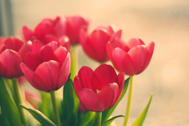 Red Tulips in a Bouquet — Serene, Morning