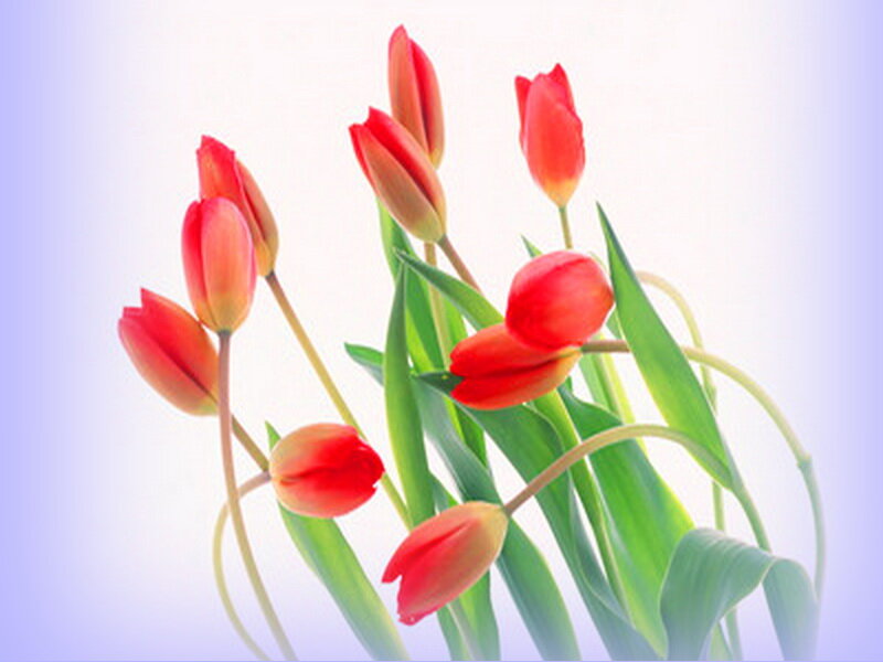 Red Tulips in a Bouquet — Serene