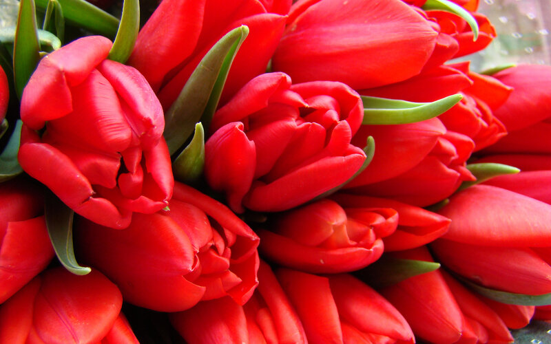Red Tulips in a Bouquet — Vibrant, Photograph