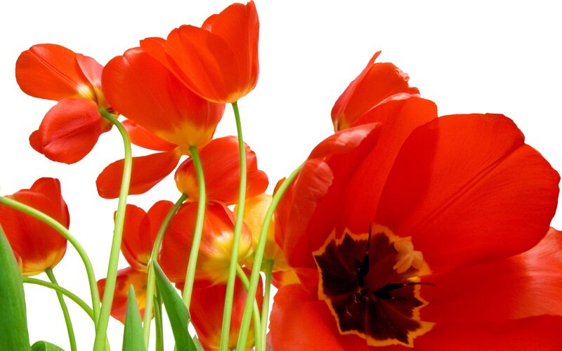 Red Tulips in a Bouquet — Vibrant, Spring