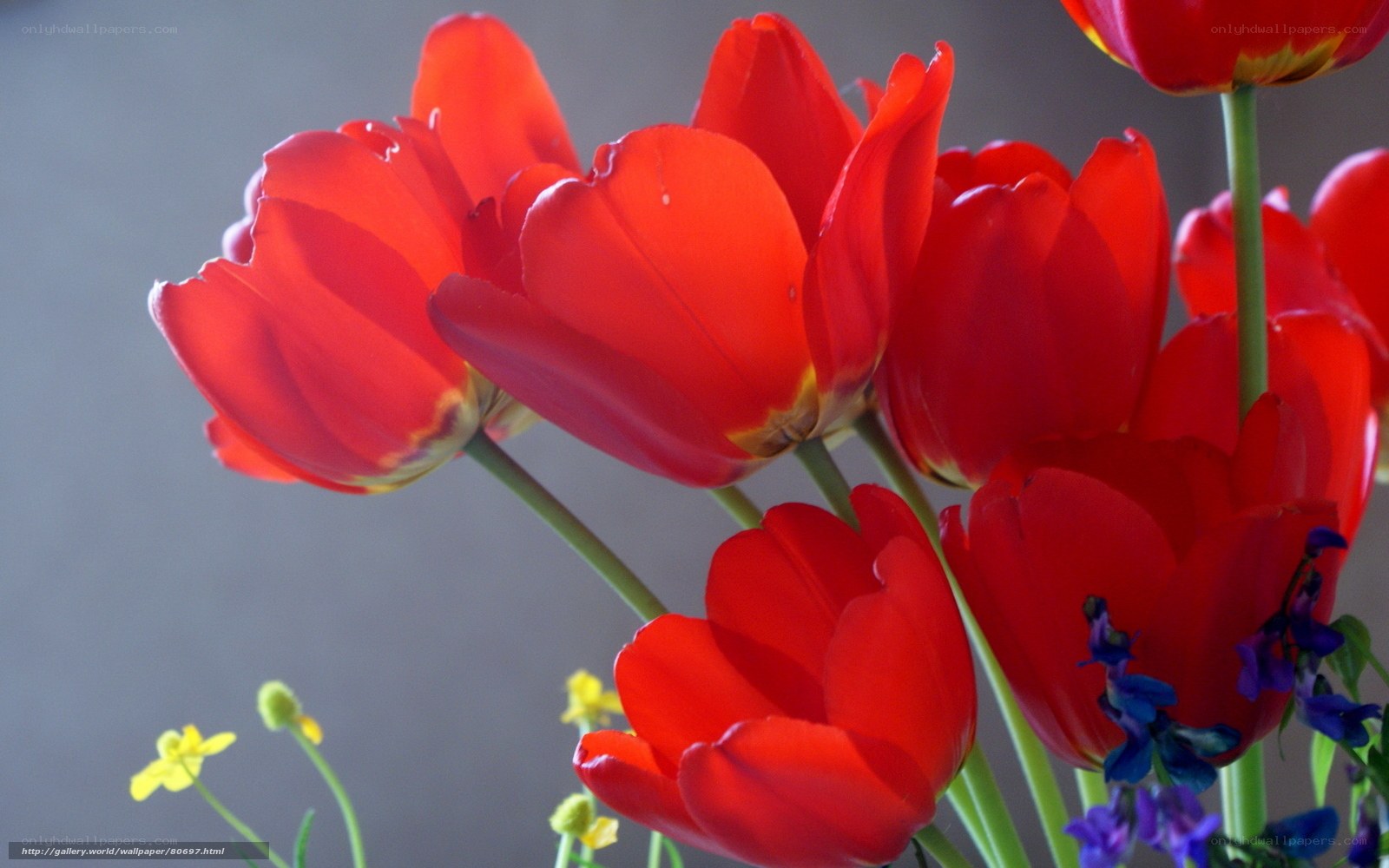 Red tulips in a bouquet