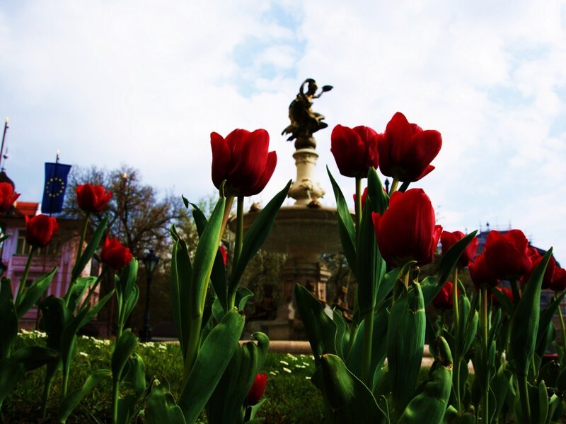 Red tulips in a city park