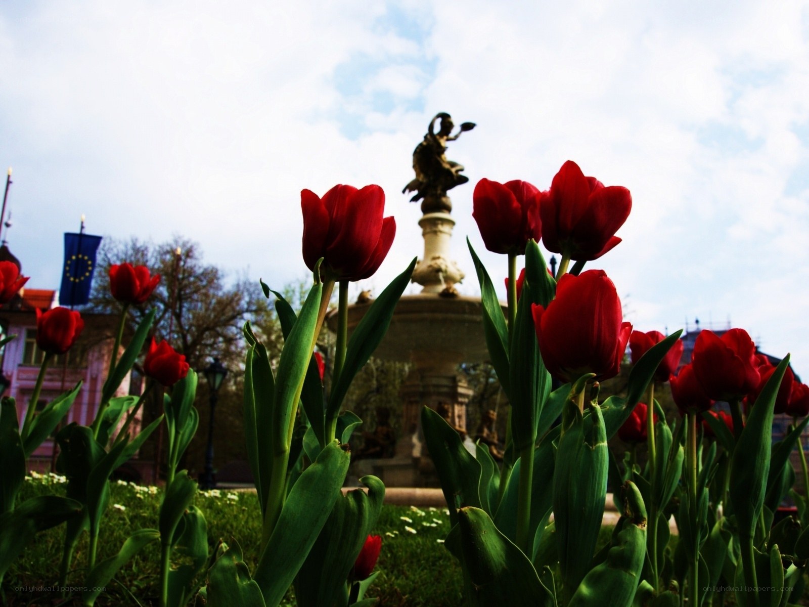 Red tulips in a city park