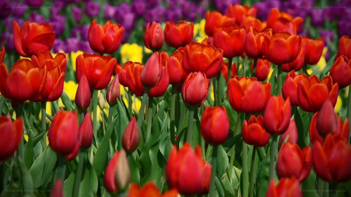 Red tulips in a colorful field