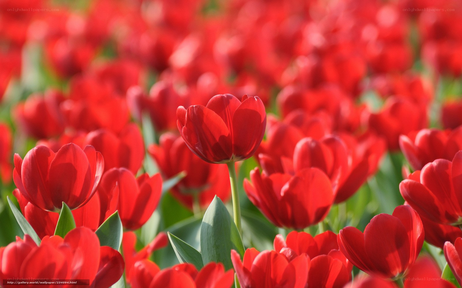 Red tulips in a field