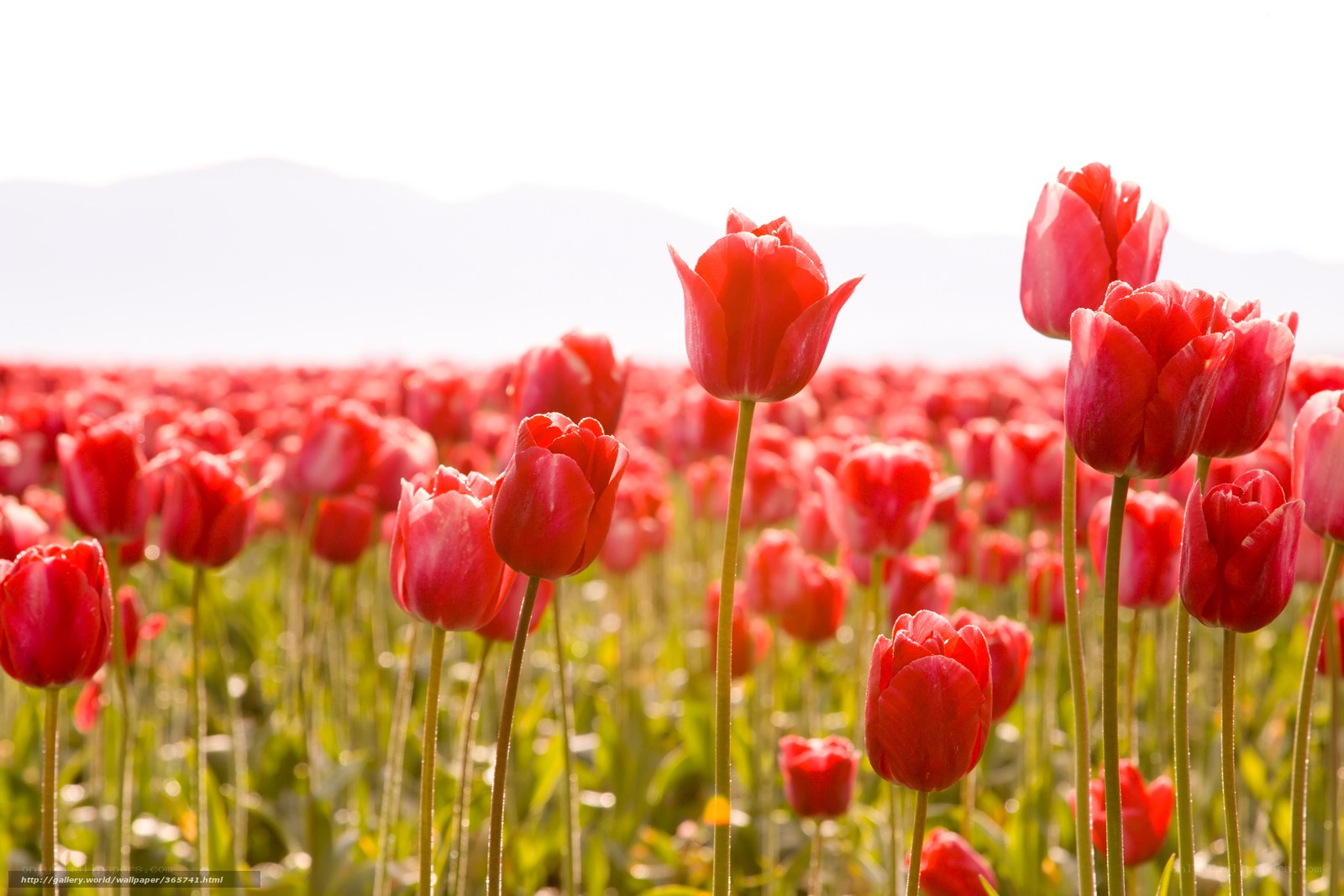 Red tulips in a field