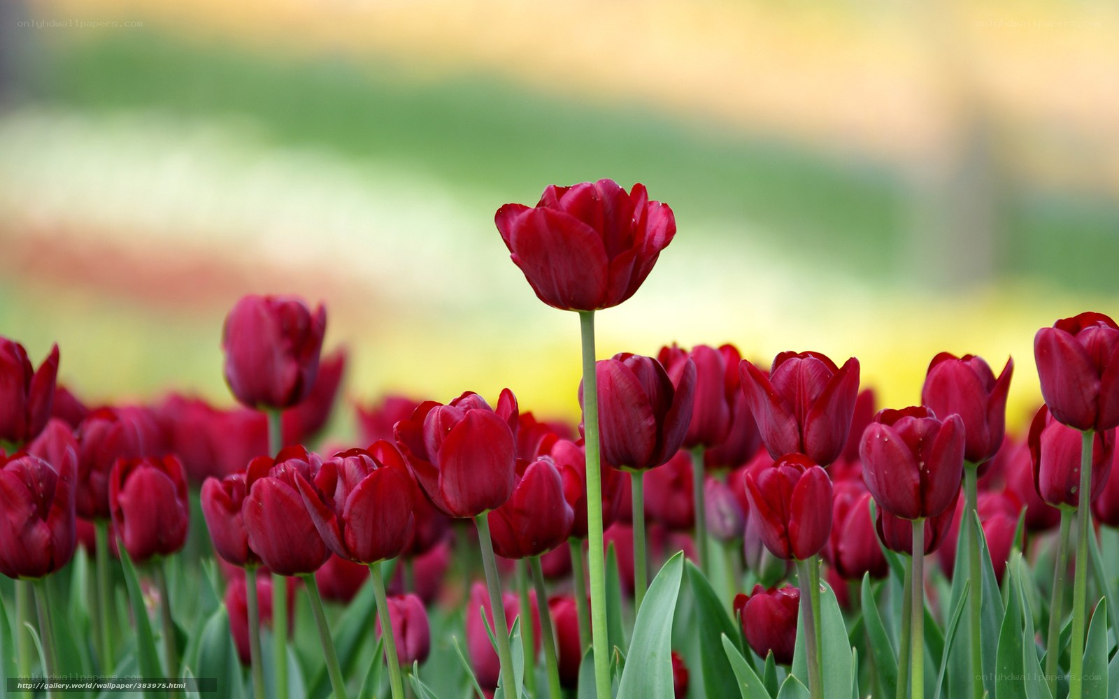 Red tulips in a field