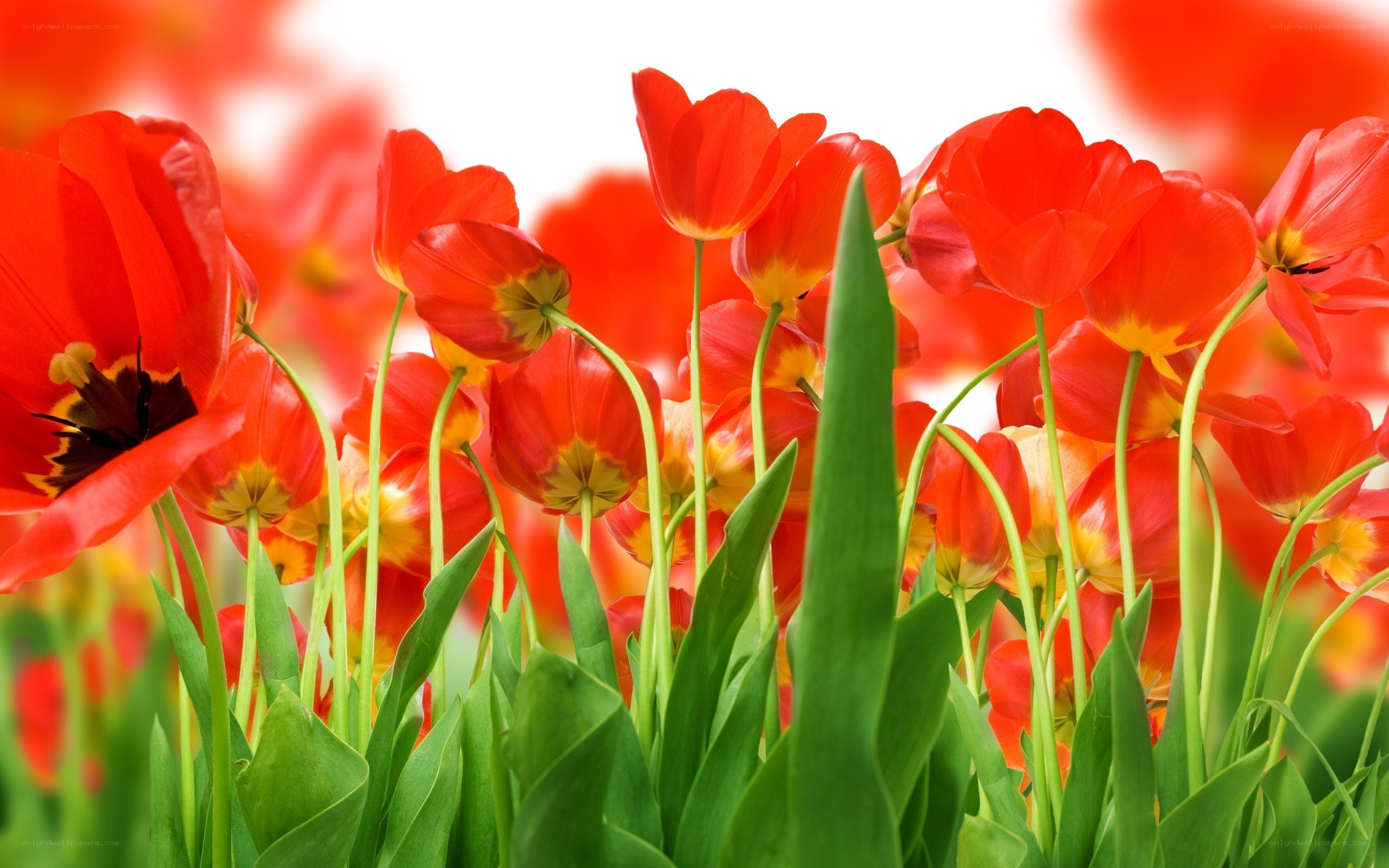 Red tulips in a field