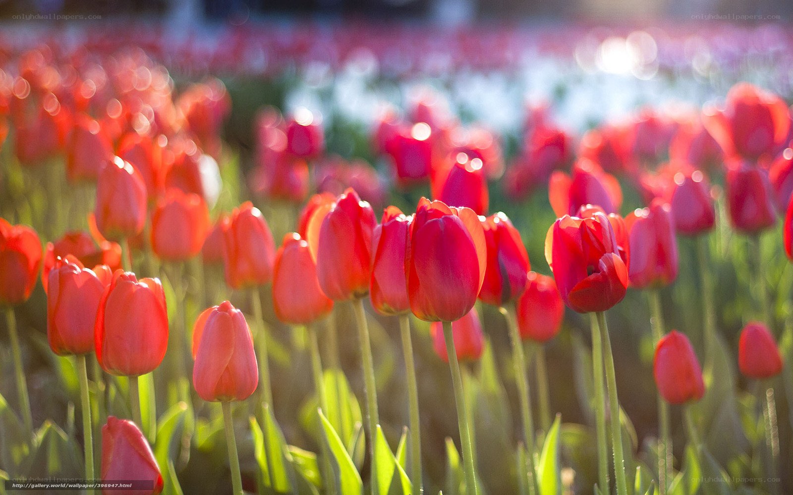 Red tulips in a field