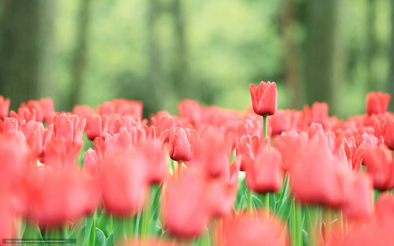 Red tulips in a field