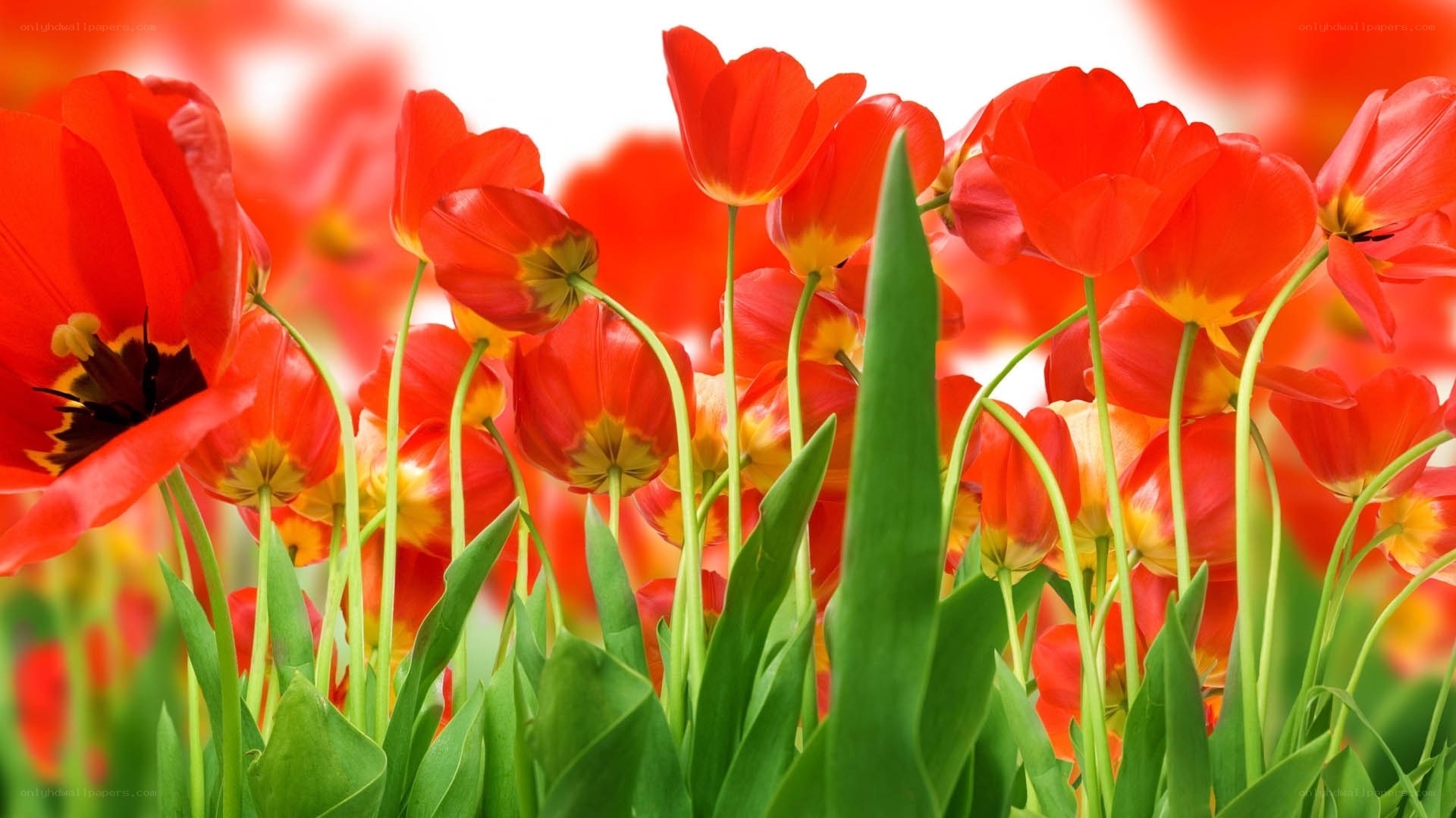 Red tulips in a field