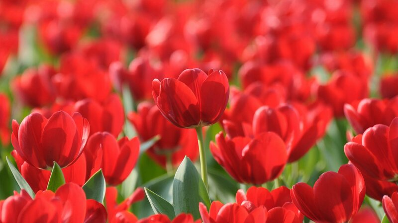 Red tulips in a field