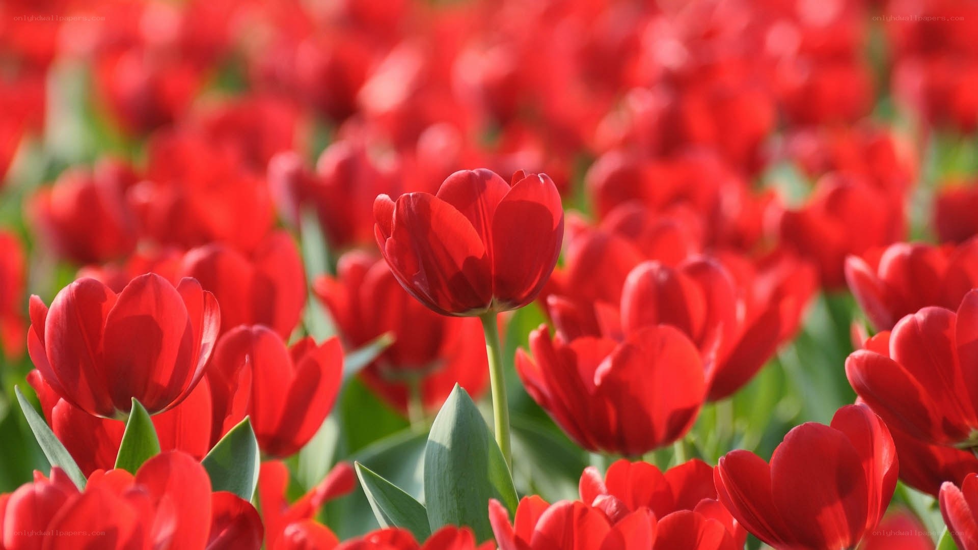 Red tulips in a field