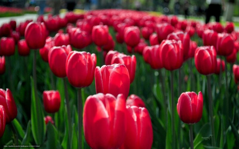Red tulips in a field