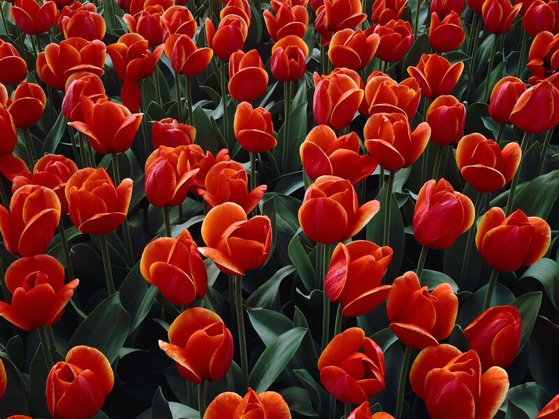 Red tulips in a field