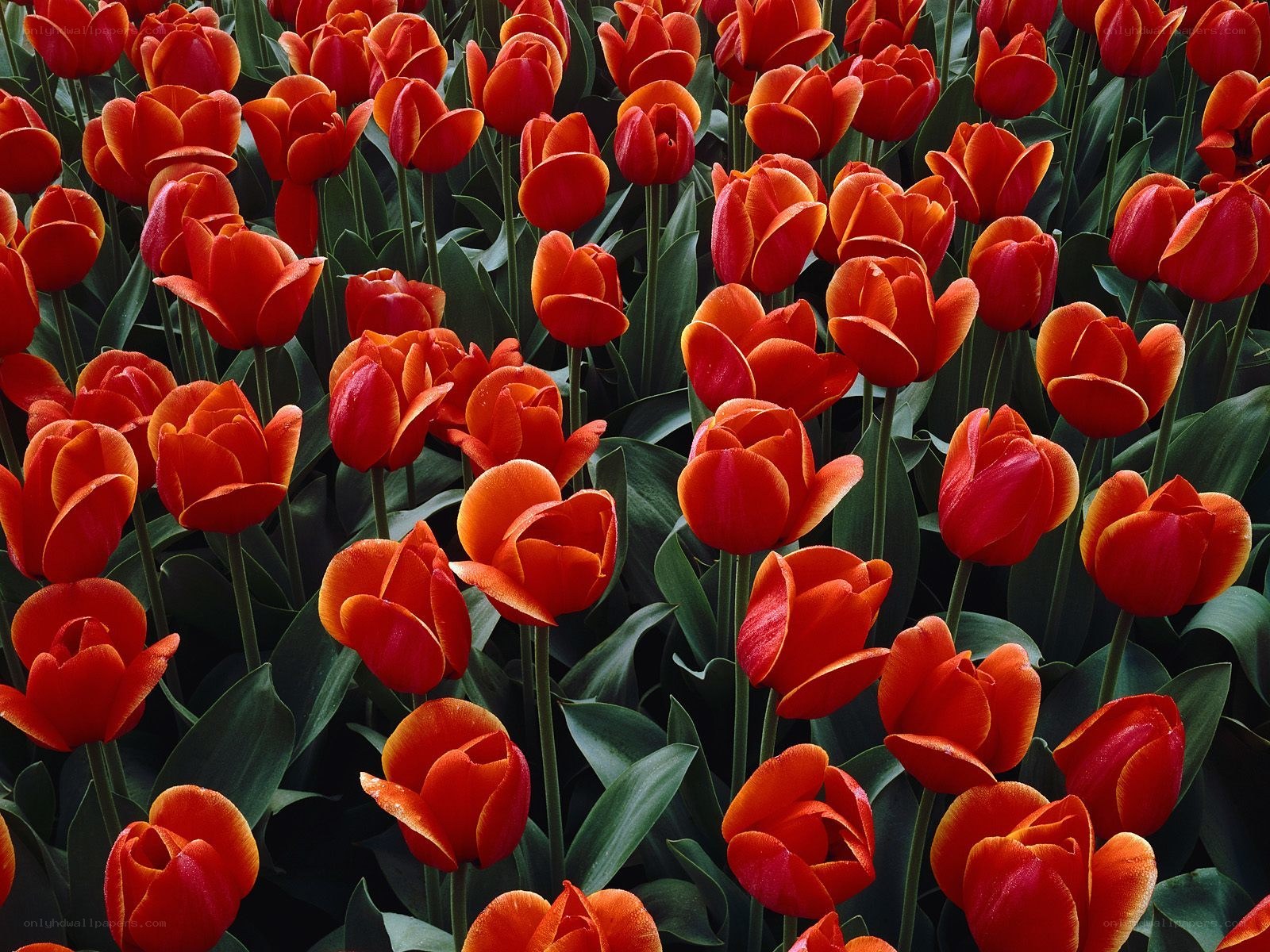 Red tulips in a field