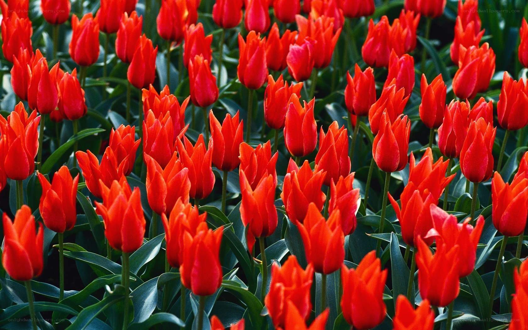 Red tulips in a field