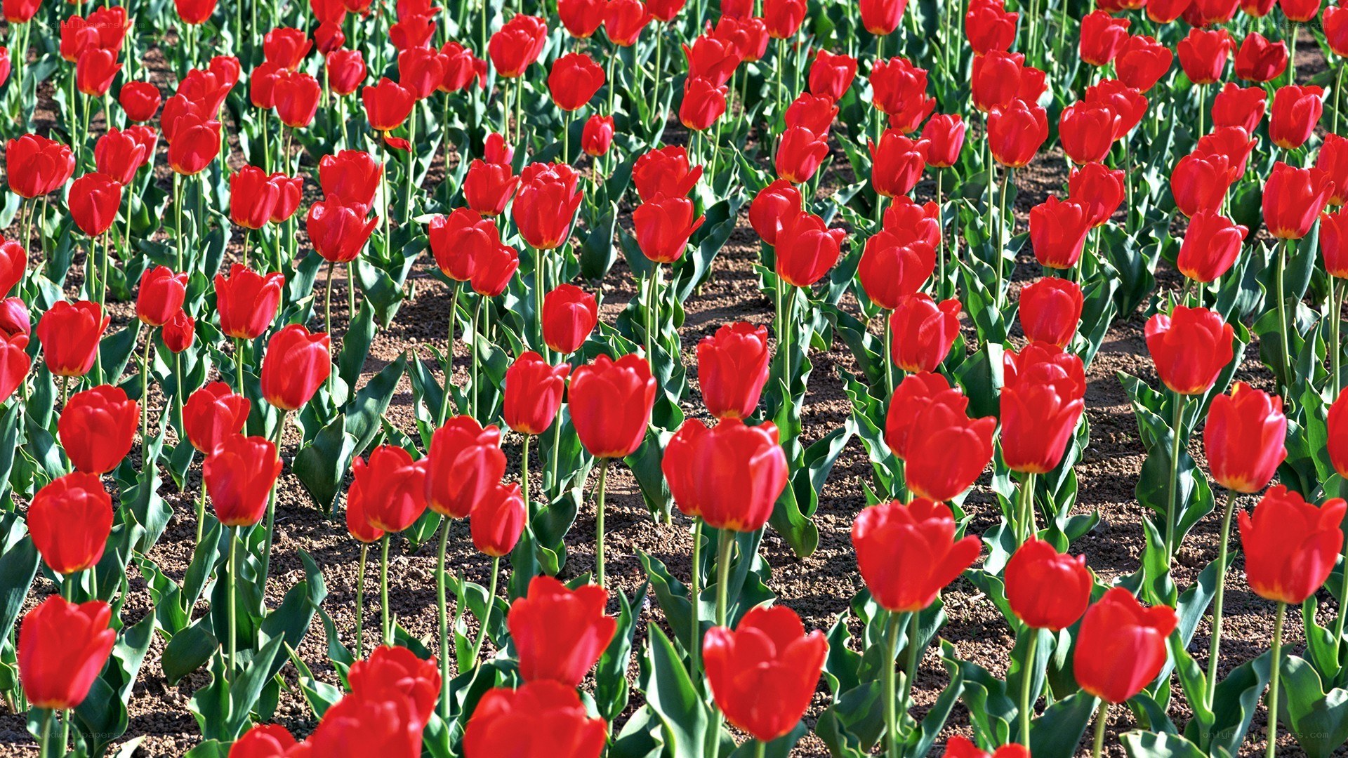 Red tulips in a field
