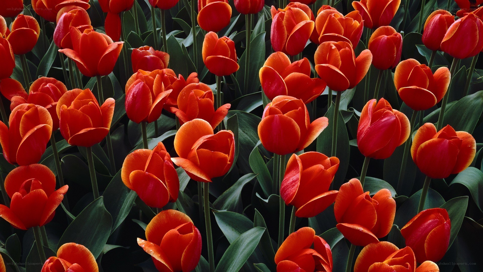 Red tulips in a field