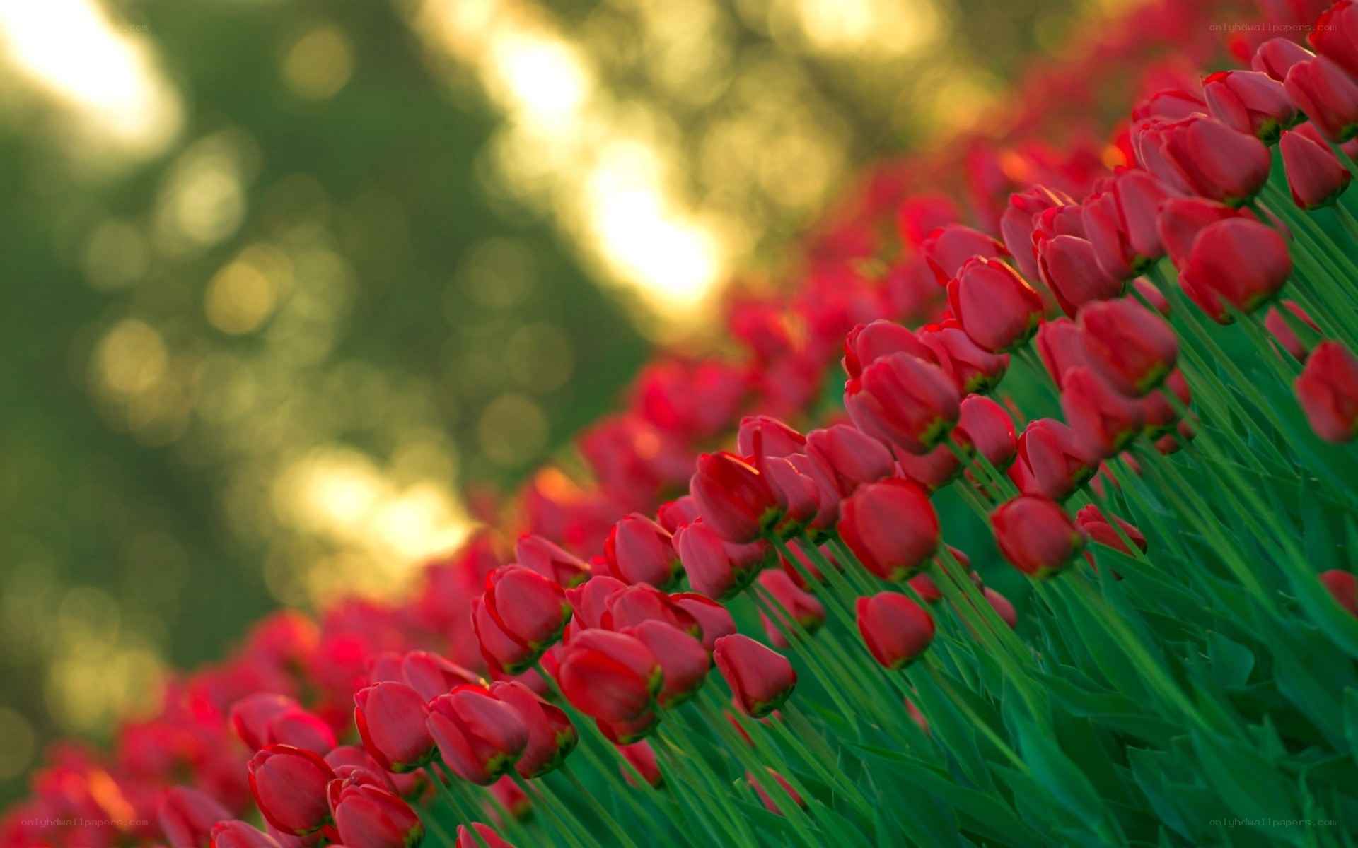 Red tulips in a field