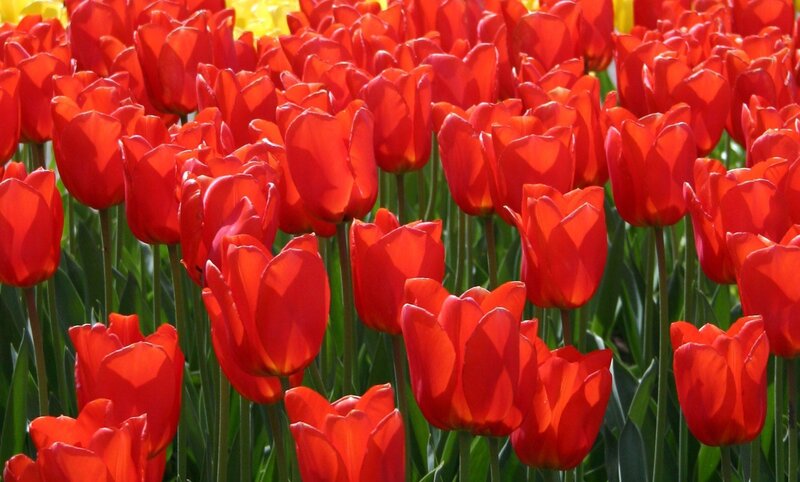 Red tulips in a field