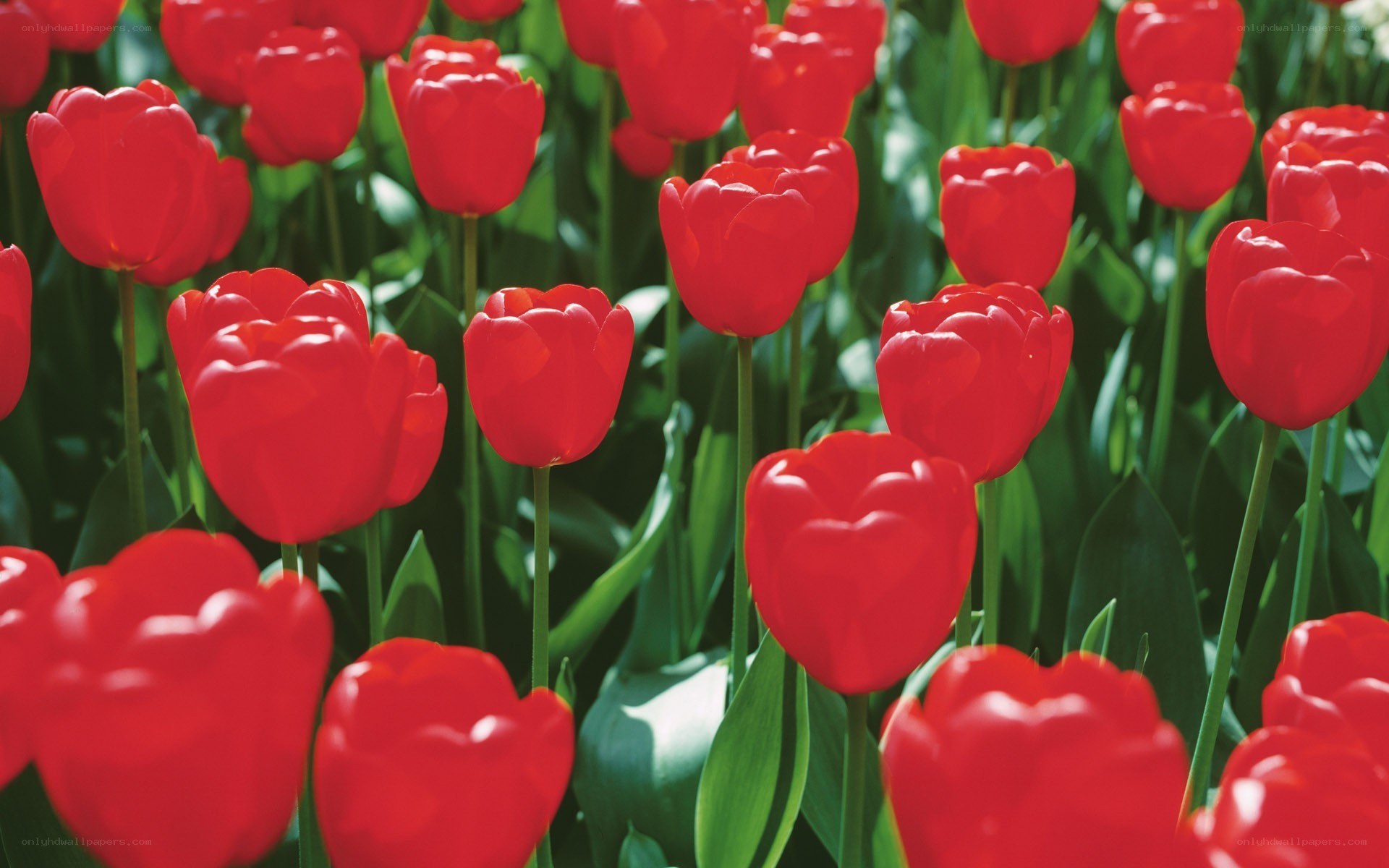 Red tulips in a field