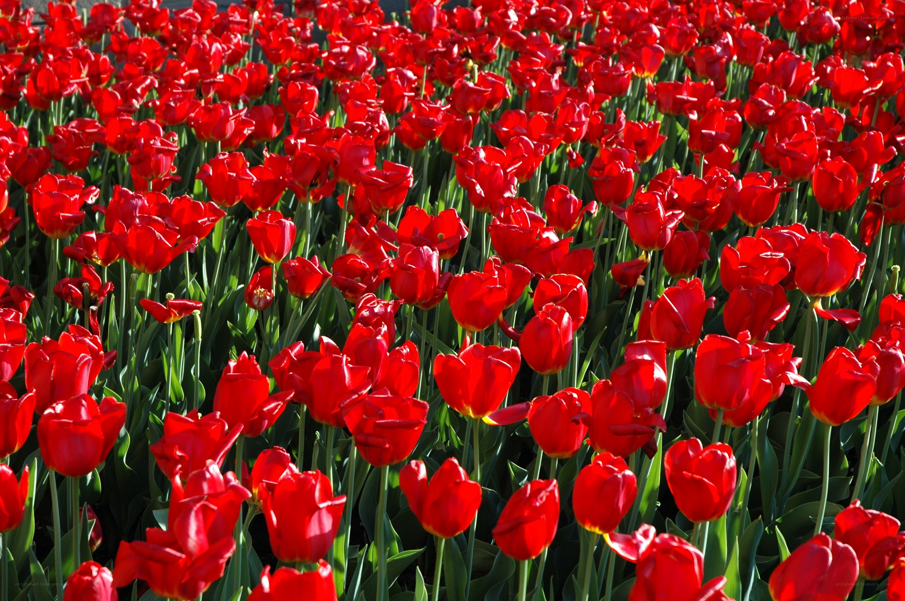 Red tulips in a field