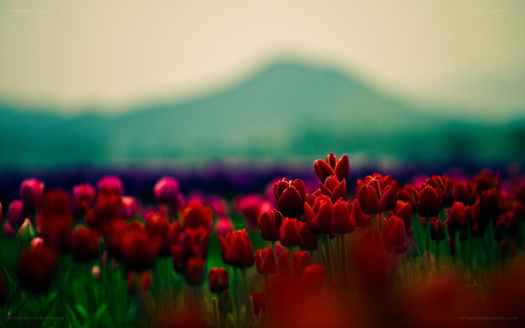 red tulips in a field