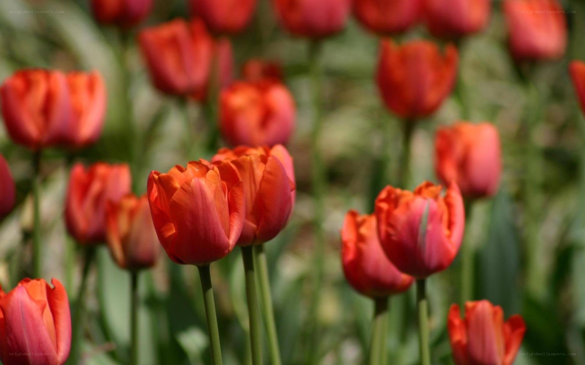 Red tulips in a field