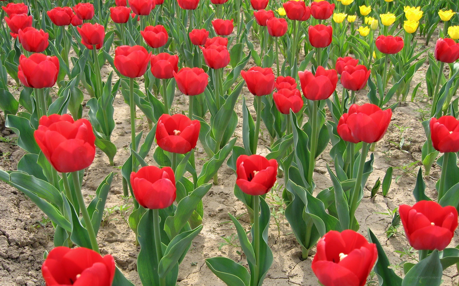 Red tulips in a field