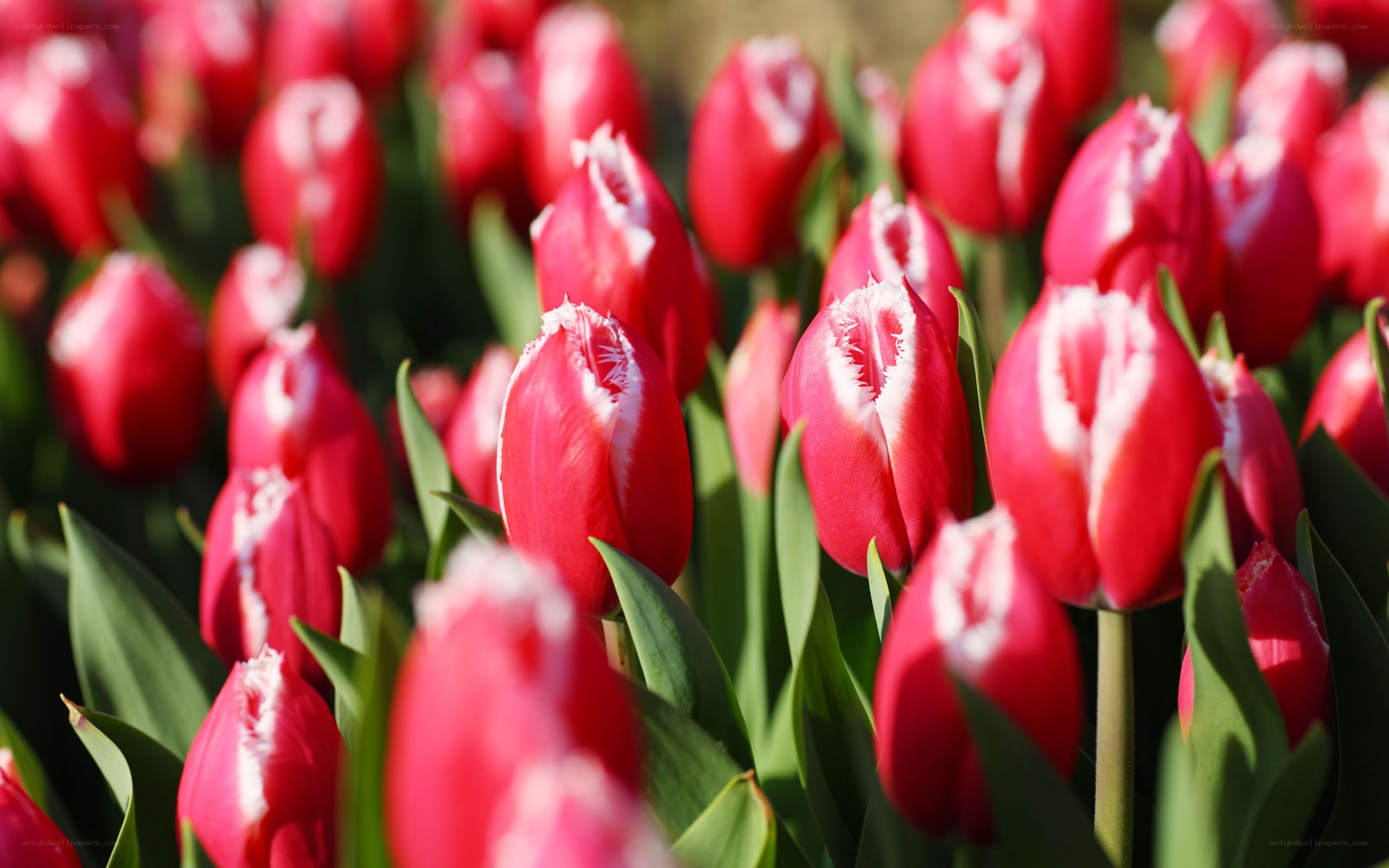 Red tulips in a field