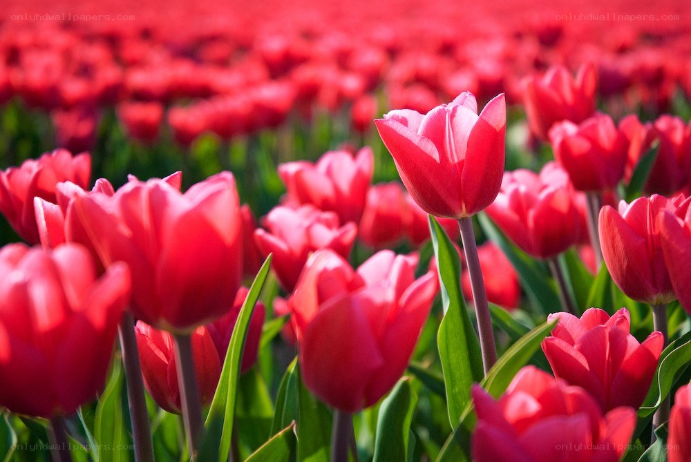 Red tulips in a field