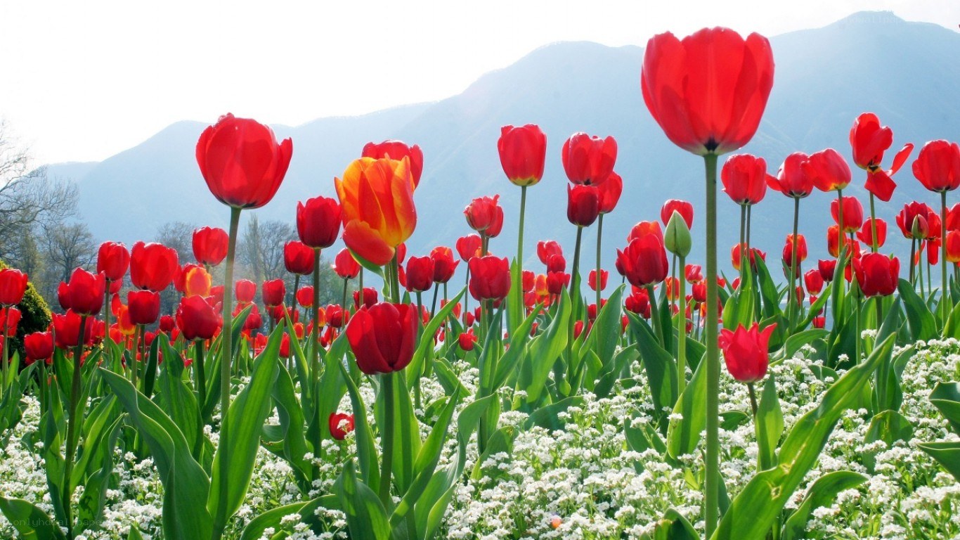 Red tulips in a field