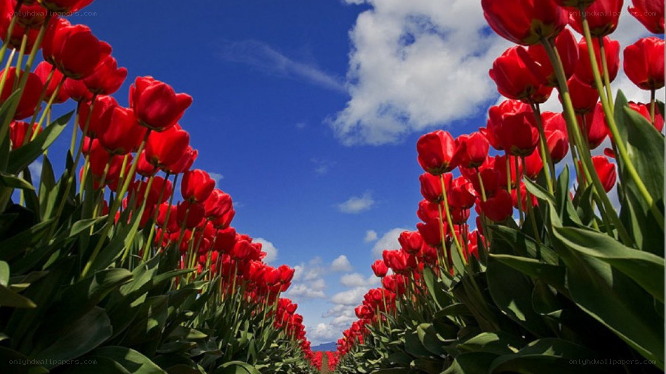 Red tulips in a field