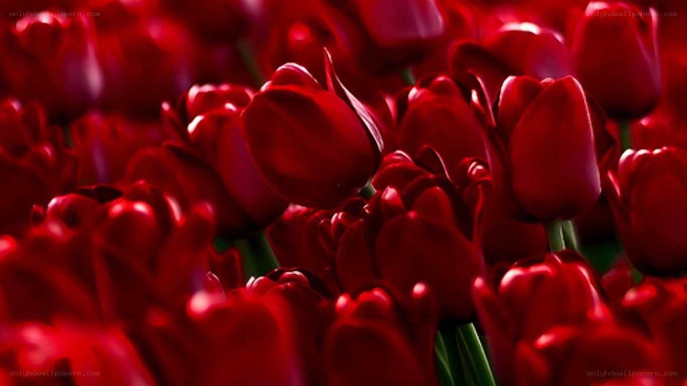 Red tulips in a field