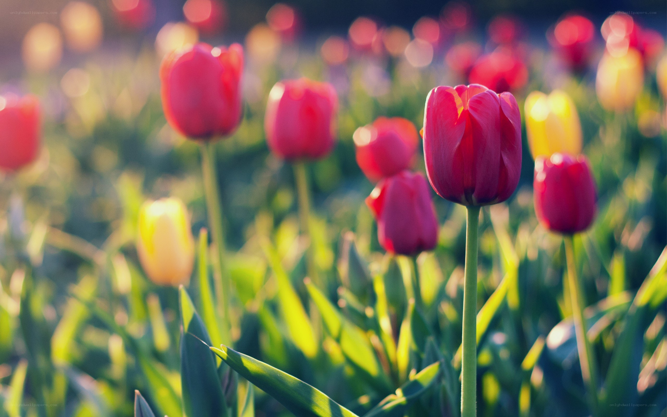 Red tulips in a field