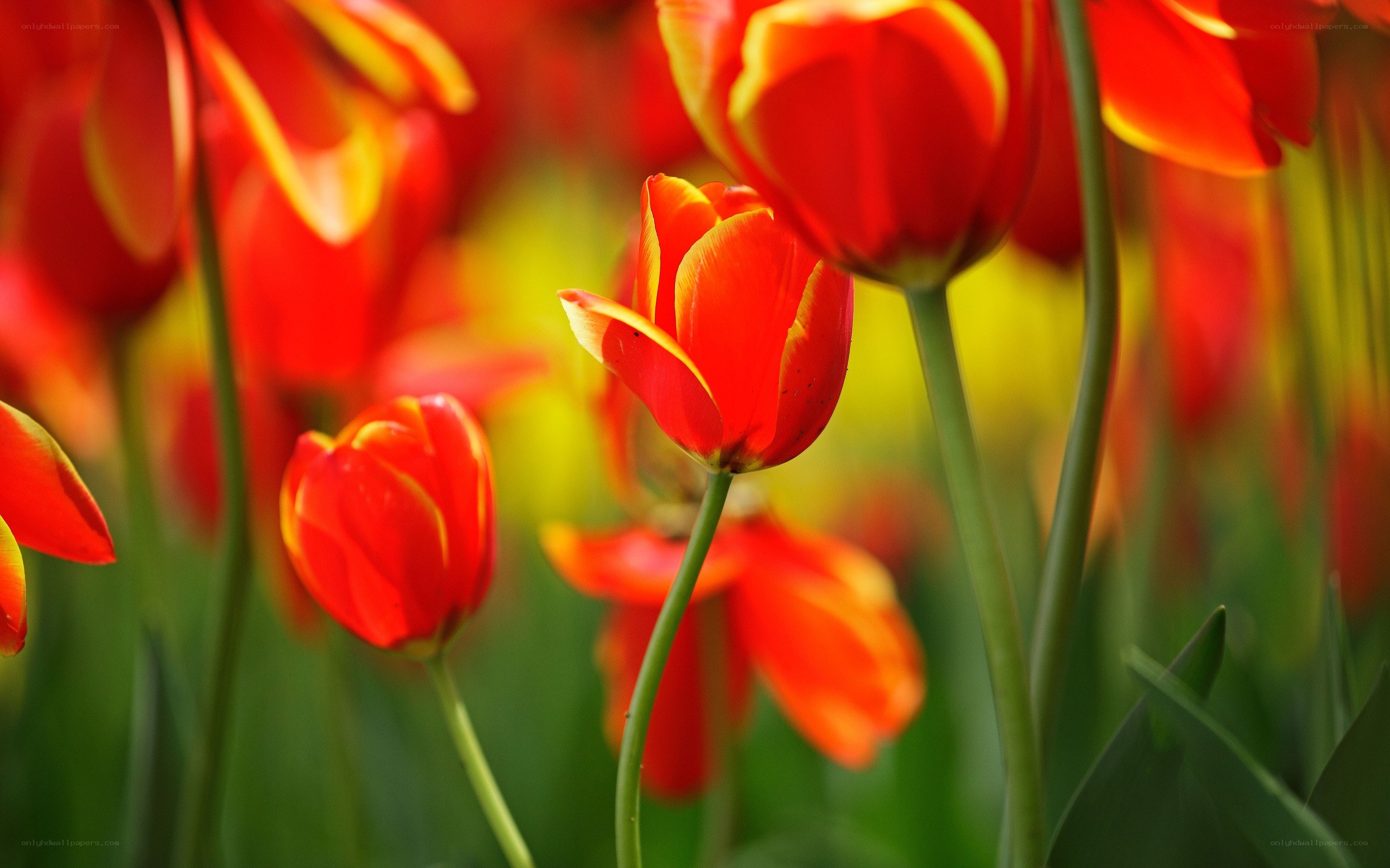 Red tulips in a field