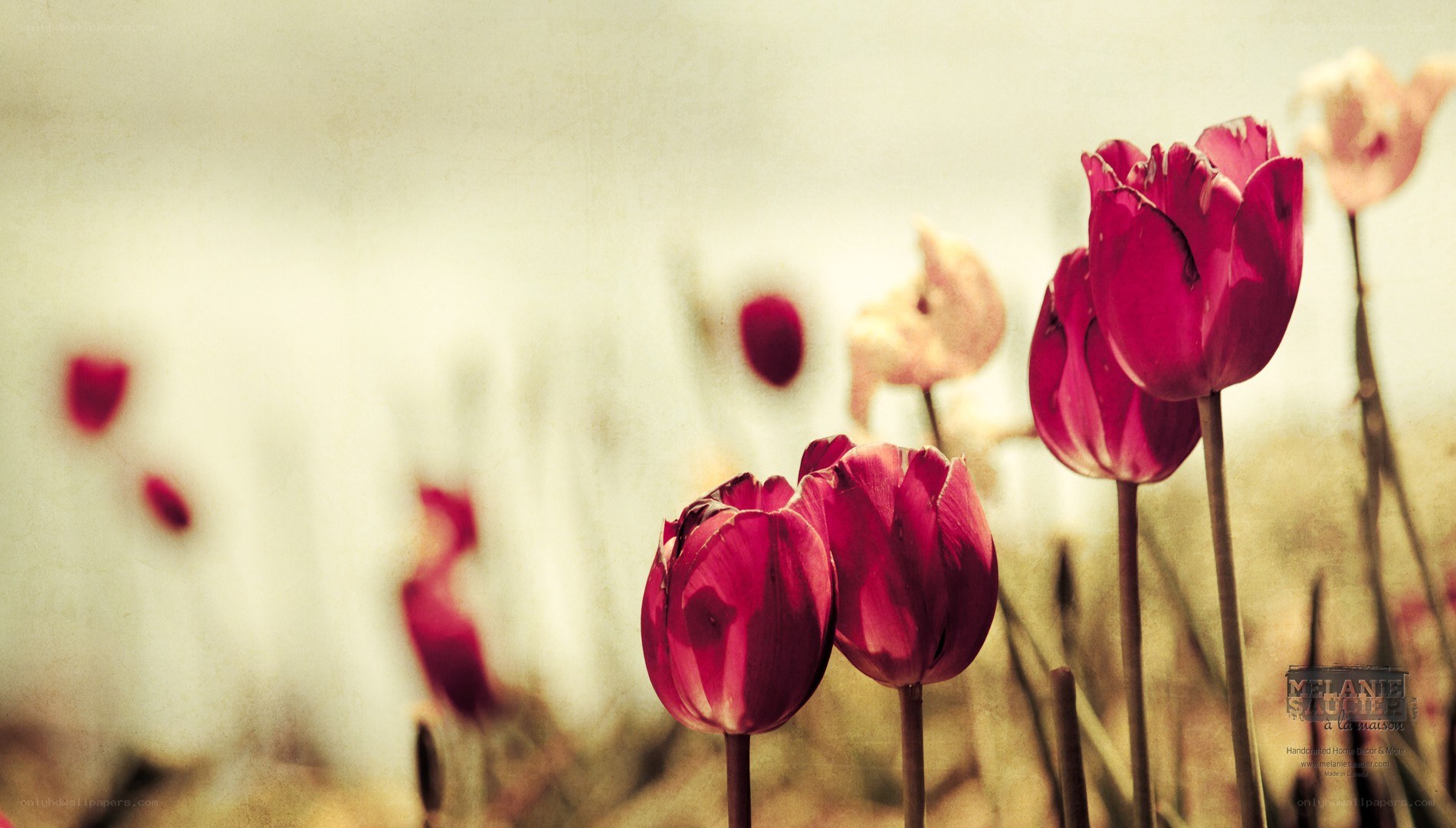 Red tulips in a field