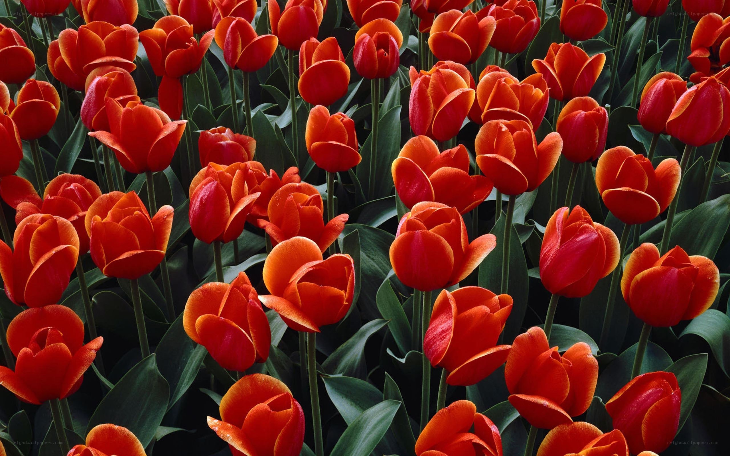 Red tulips in a field