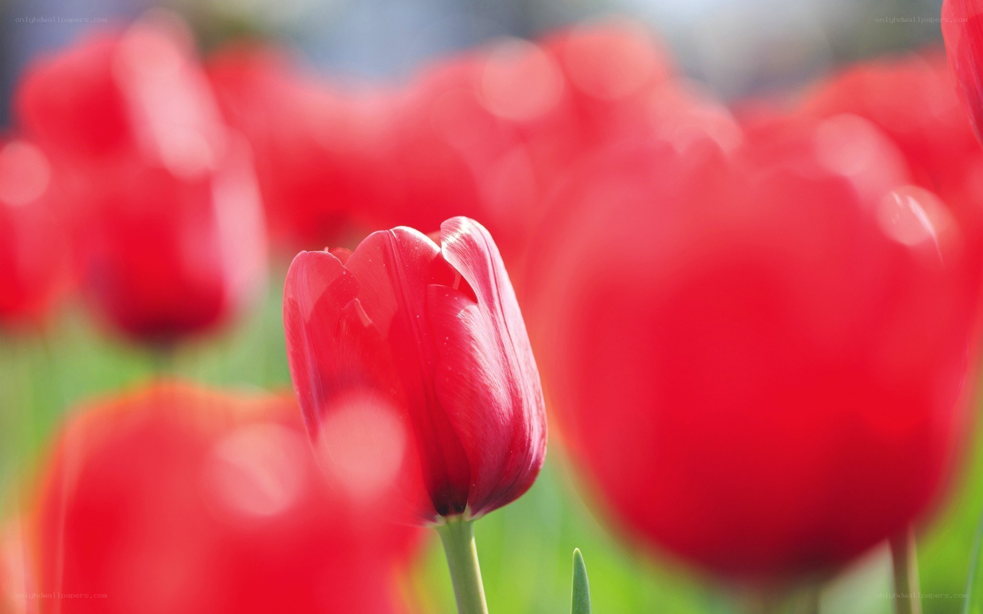 Red tulips in a field