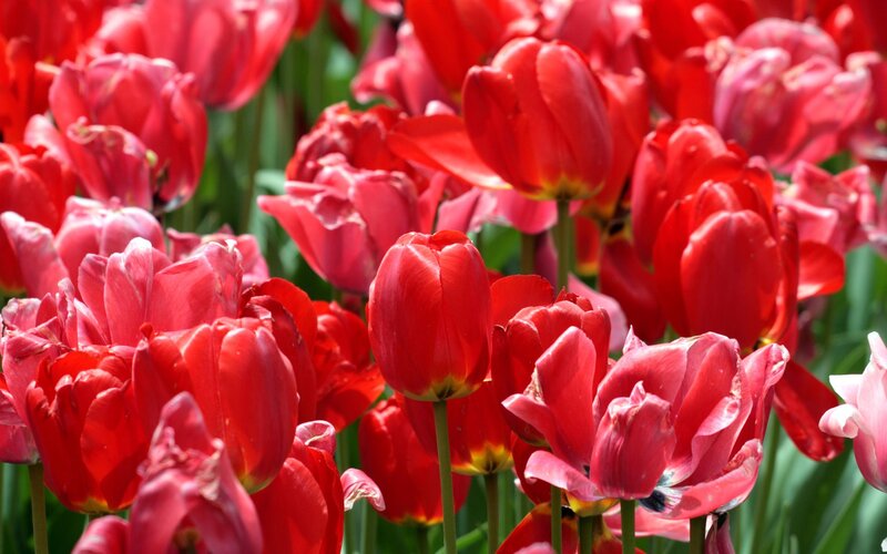 Red tulips in a field