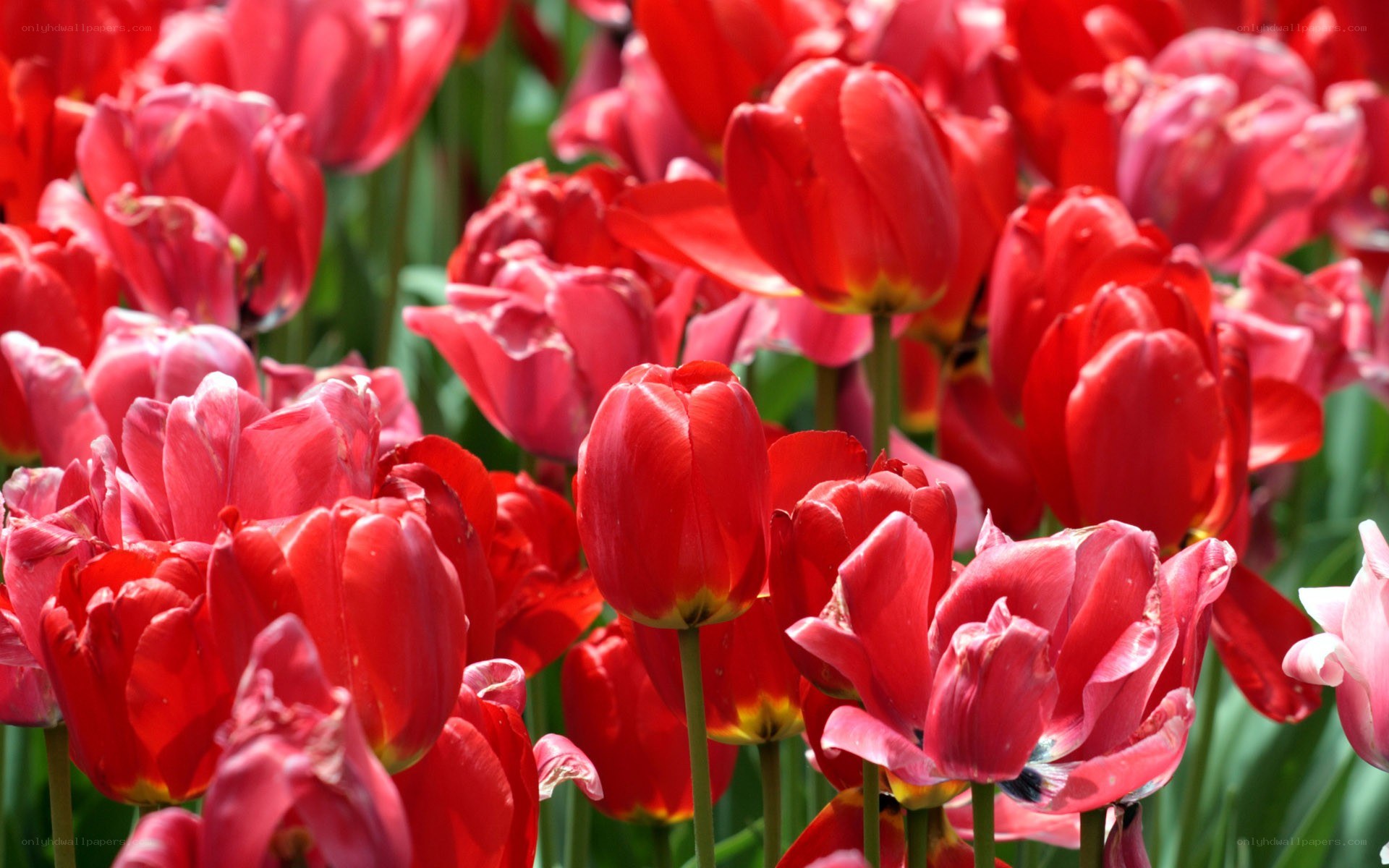 Red tulips in a field