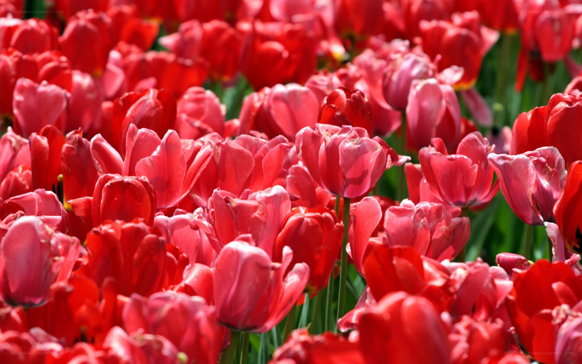 red tulips in a field
