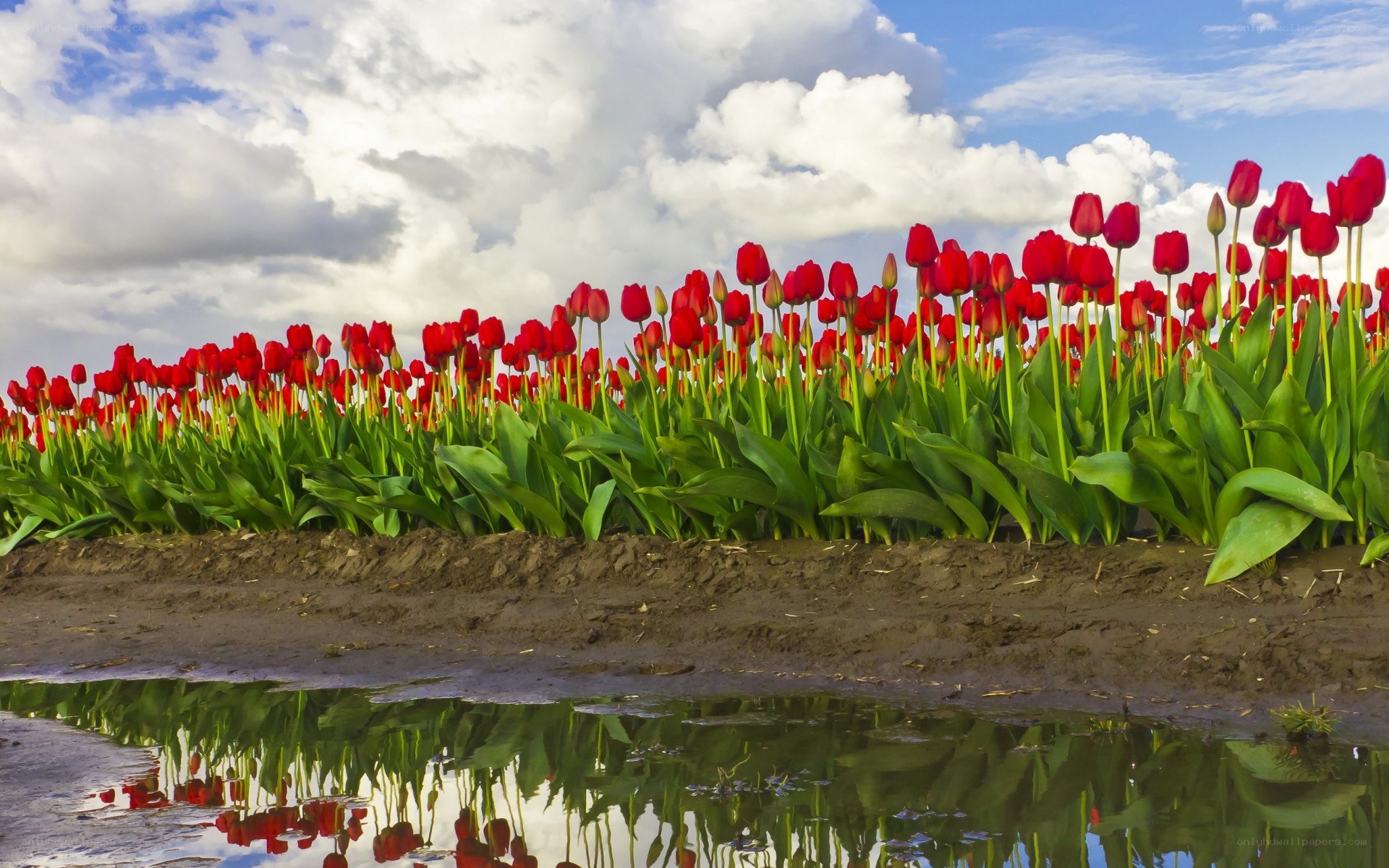Red tulips in a field