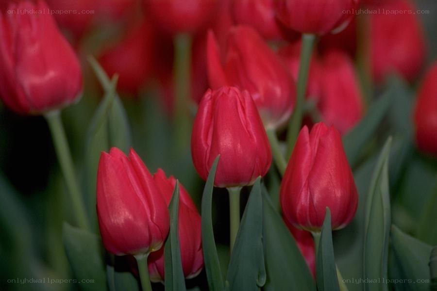 Red tulips in a field
