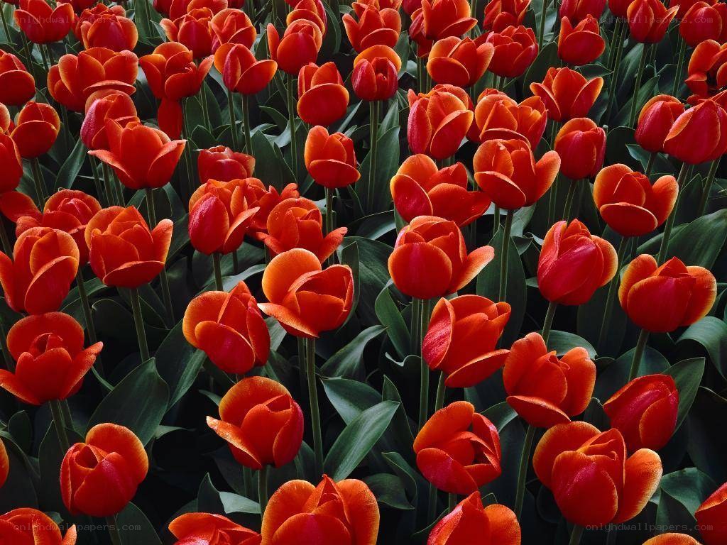 Red tulips in a field